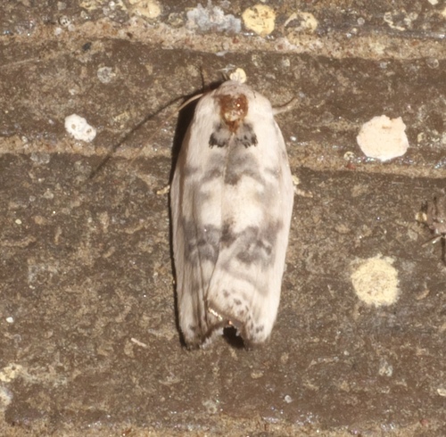 Pale Gray Bird-dropping Moth photo 2