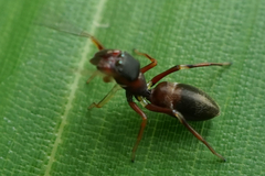 Salticinae
