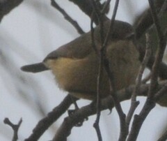 Acanthiza reguloides