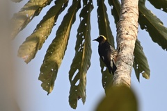 Melanerpes cruentatus