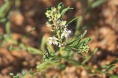 Lepidium phlebopetalum
