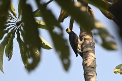 Melanerpes cruentatus