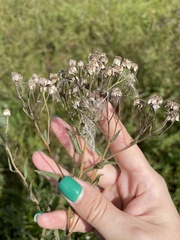 Achillea ptarmica