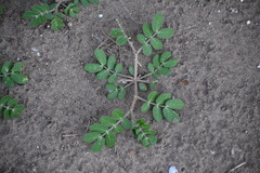 Kallstroemia parviflora