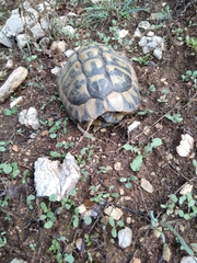 Testudo hermanni