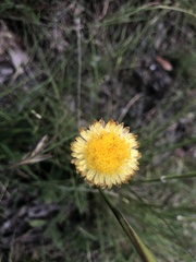 Coronidium scorpioides