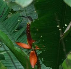 Arachnothera longirostra