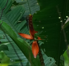 Arachnothera longirostra