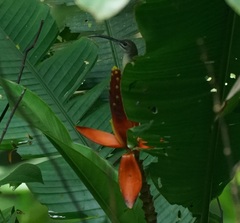 Arachnothera longirostra