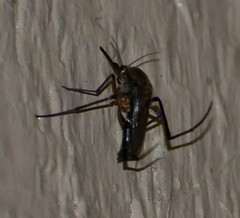 Psorophora cyanescens