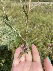 Achillea ptarmica