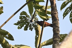Ramphocelus carbo