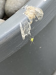 Aphidomorpha