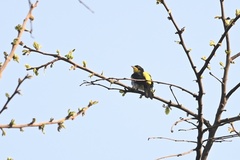 Hemithraupis flavicollis