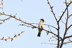 Hemithraupis flavicollis