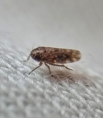 Xestocephalus