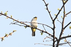 Hemithraupis flavicollis