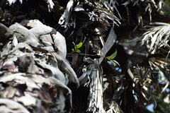 Metrosideros excelsa