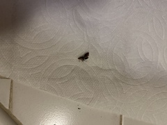 Homalodisca vitripennis