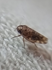 Xestocephalus