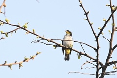 Hemithraupis flavicollis