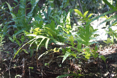 Microsorum scolopendria