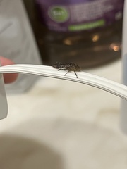 Homalodisca vitripennis