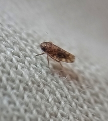 Xestocephalus