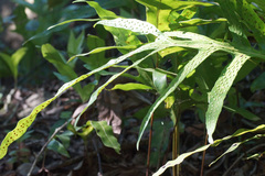 Microsorum scolopendria