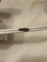 Homalodisca vitripennis