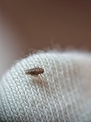 Xestocephalus
