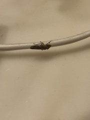 Homalodisca vitripennis