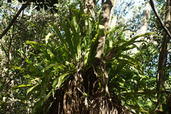 Microsorum punctatum