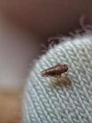 Xestocephalus