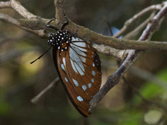 Charaxes wakefieldi