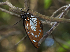Charaxes wakefieldi