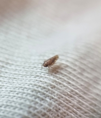 Xestocephalus