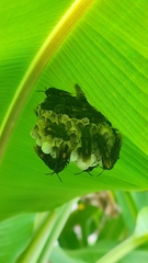Polistes sagittarius