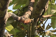 Sittasomus griseicapillus