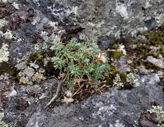 Paronychia argyrocoma