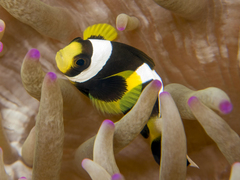 Amphiprion