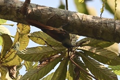 Sittasomus griseicapillus