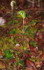 Pterostylis trullifolia