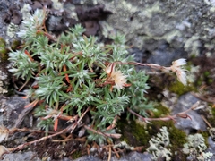 Paronychia argyrocoma