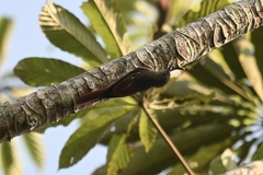 Sittasomus griseicapillus