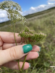 Kadenia dubia