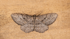 Zermizinga sinuata