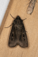 Agrotis infusa