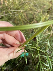 Kadenia dubia