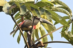 Pteroglossus castanotis